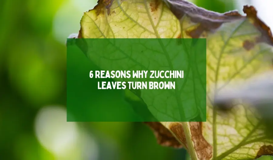 5 Reasons Why Zucchini Leaves Turn Brown