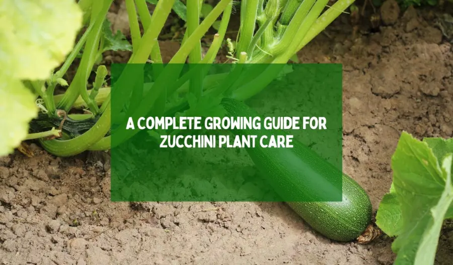 A Complete Growing Guide for Zucchini Plant Care
