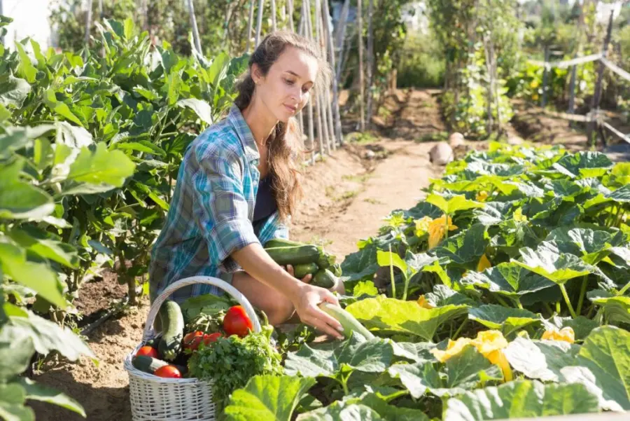 Harvesting fresh zucchini in the garden