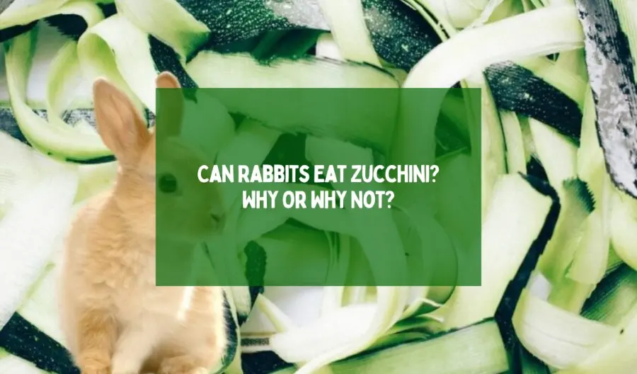 Can Rabbits Eat Zucchini? Why Or Why Not?