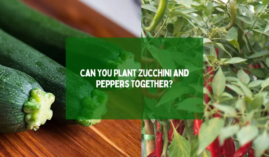 Can You Plant Zucchini and Peppers Together?