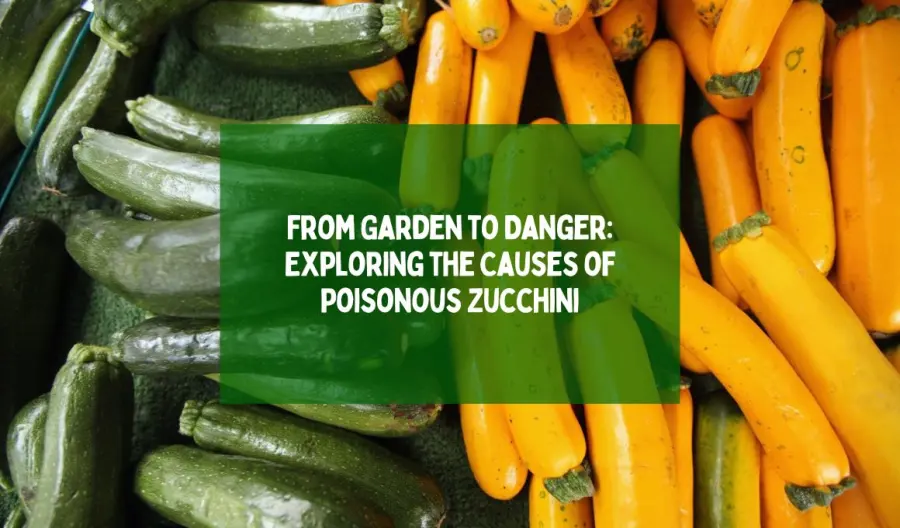 From Garden to Danger: Exploring the Causes of Poisonous Zucchini