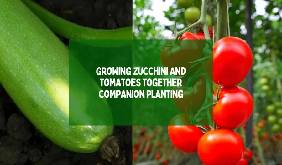 Growing Zucchini And Tomatoes Together Companion Planting