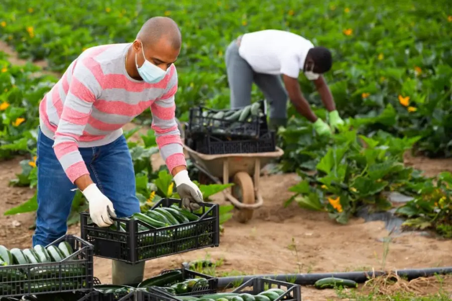 Harvesting fresh zucchini from the garden