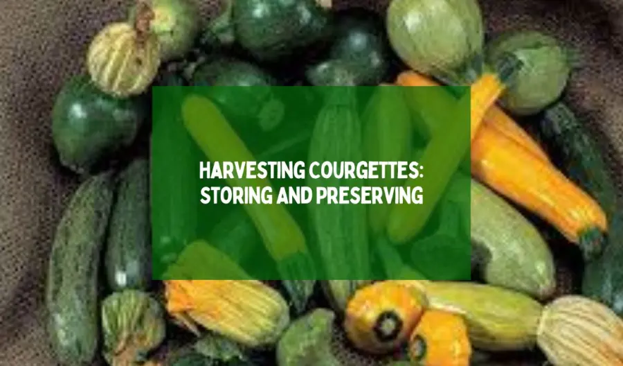 Harvesting Courgettes: Storing And Preserving