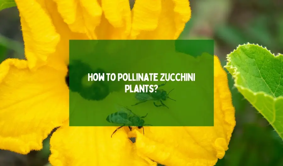 How To Pollinate Zucchini Plants?