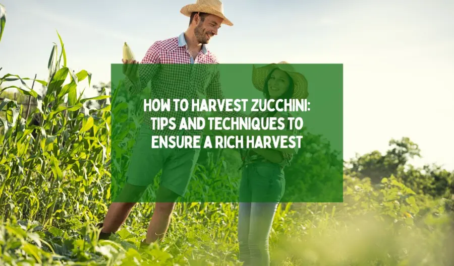How to Harvest Zucchini: Tips and Techniques to Ensure a Rich Harvest