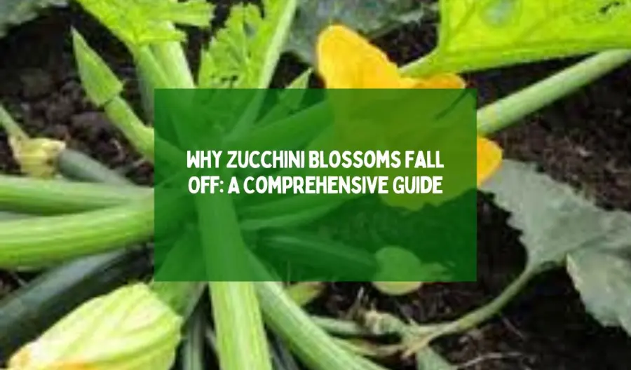 5 Reasons Why Zucchini Blossoms Fall Off: A Comprehensive Guide