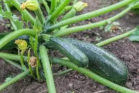Root damage To The Zucchini Plant