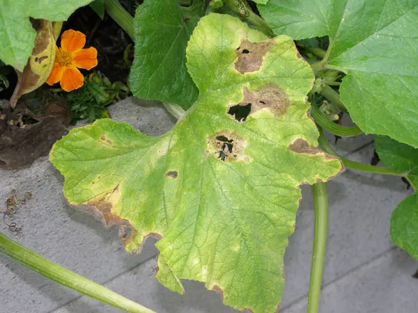 Sunscald on zucchini leaves